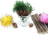 10 Pcs Air Plant Holder Tillandsia Metal Spring Stand Metal Holder Tabletop Planter Display...