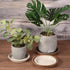 6 Pack Planter Saucers - Plastic Plant Tray Flowerpot Drip Trays Round Apply to Outdoor/Garden (5.6 Inch, Light Grey)...