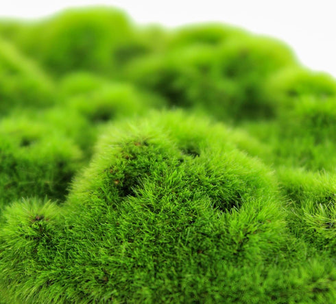 Penn-Plax Aqua-Flora Aquarium Living Resin Decoration with Embedded Glosso Plant Seeds – Moss Patch – Safe and Healthy for Freshwater Fish...