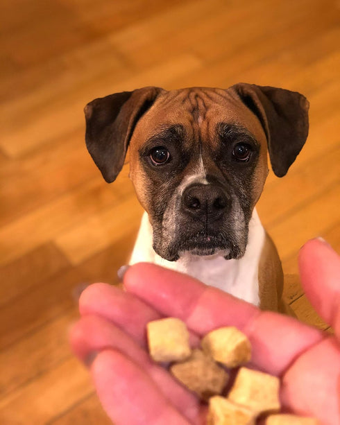 Freeze Dried Superfood Snacks for Dogs Pumpkin+Kale All Natural Dog Treat...