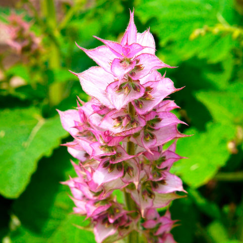 Essences Bulgaria Organic Clary Sage Essential Oil 1/6 Fl Oz | 5ml | Salvia sclarea | 100% Pure and Natural | Undiluted | Therapeutic Grade | Fami...