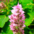 Essences Bulgaria Organic Clary Sage Essential Oil 1/6 Fl Oz | 5ml | Salvia sclarea | 100% Pure and Natural | Undiluted | Therapeutic Grade | Fami...