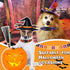 6 Pcs Halloween Dog Collars for Dogs Pumpkin Basic Dog Collars Adjustable Lightweight Holiday Dog Collar Comfortable Dog Collars with Plastic Buck...