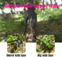 Hand Weed Puller Dual-Action 4-Claw Weeder with Ergonomic Grip Garden Tool Ideal for Garden Enthusiasts (1pc Black Rubber Handle)...