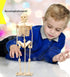 Puzzled 3D Puzzle Human Skeleton Wood Craft Construction Model Kit, Fun & Educational DIY Wooden Toy Assemble Model Unfinished Crafting Hobby Puzz...