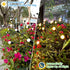 Solar Garden Lights - 2 Pack 20LED New Upgraded Firefly Lights Solar Outdoor Waterproof Solar Swaying Light, 2 Lighting Modes Solar Lights for Yar...