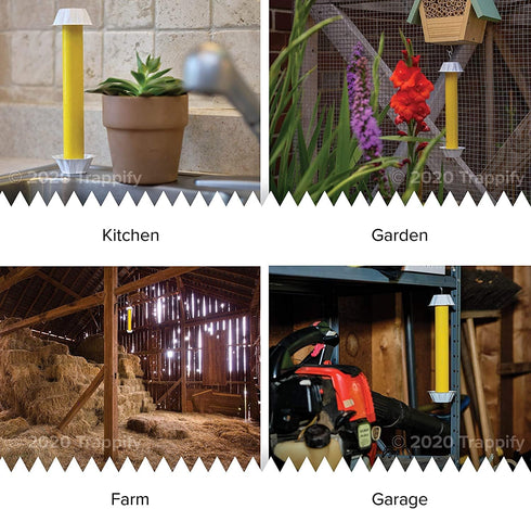 Trappify Hanging Fly Traps Outdoor: Fruit Fly Traps for Indoors | Gnat Traps for House Indoor | Fly Trap Indoor - Disposable Sticky Fly Trap for I...