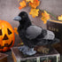 Aoriher 12 Inch Crow Plush Stuffed Animal Soft Black Fluffy Plush Toy Realistic Bird Stuffed Animal for Home Decoration Pet Party Favors Animal Co...