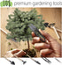 Bonsai Starter Kit – 2X Bonsai Tree | Complete Indoor Starter Kit for Growing Bonsai Plants with Tools & Planters – Gardening Gifts for Women & Me...