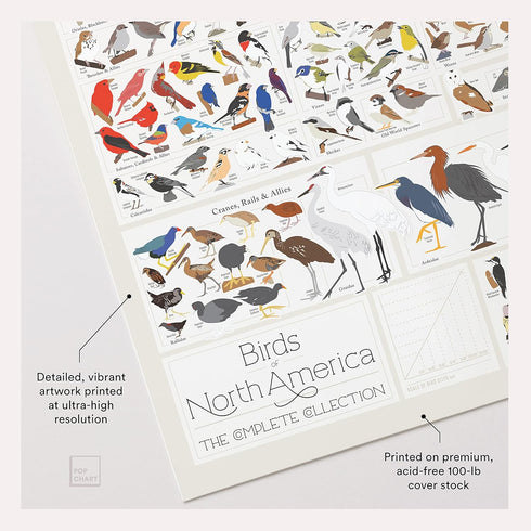 Pop Chart | Birds of North America | 36" x 24" Large-Format Poster | Every Bird Species in North America Illustrated | Perfect Wall Decor for Natu...
