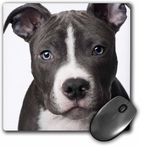 3dRose LLC 8 x 8 x 0.25 Inches Mouse Pad, American Pit Bull Terrier Puppy (mp_4240_1)...