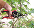 TABOR TOOLS S851A Bypass Hand Pruner with Compound Action, Makes Clean Cuts. Professional Sharp Secateurs, Pruning Shears, Garden Shears, Clippers...
