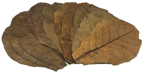Awesome Aquatic Shrimp Leaves 10 4"-6" Premium Catappa Indian Almond Leaves Natural Habitat Tannin Producing Natural Food Improves Immunity Easy t...