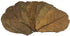 Awesome Aquatic Shrimp Leaves 10 4"-6" Premium Catappa Indian Almond Leaves Natural Habitat Tannin Producing Natural Food Improves Immunity Easy t...