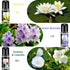 Blossom Essential Oils Set, 6x15ml Aromatherapy Oil Kit for Diffuser, Humidifier, Air Purifier- Aqua Lily, Water Hyacinth, Jasmine & Camellia, Eng...