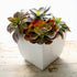 The HC Companies 8 Inch Aria Square Self Watering Planter - Plastic Plant Pot for Indoor Outdoor Plants Flowers Herbs, Glossy White...