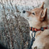 Made to ROAM Premium Dog Collar - Adjustable Heavy Duty Nylon Collar with Quick-Release Metal Buckle (Oregon Haze, Classic Size 2)...