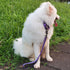 Short Dog Leash with Soft Cushion 18 Inch Large Dogs Lead. (18 Inches, Ultra Violet)...
