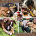 2 Pack Dog Chew Toys for Aggressive Chewers,Boredom and Stimulating Best Dog Toys for Medium/Large Breed,Tough Almost Indestructible Dog Bones for...