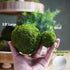 BYHER Natural Green Moss Decorative Ball,Handmade (2"-Set of 12)...