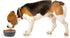PetRageous 16019 Kona Stainless Steel Non-slip Dishwasher Safe Dog Bowl 3.75-Cup 6.75-Inch Diameter 2.5-Inch Tall for Medium and Large Dogs and Ca...