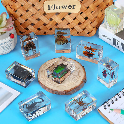 9 Pcs Insect in Resin Specimen Bugs Collection Paperweights Arachnid Butterfly Bug Toys Different Real Bugs in Resin Educational Science Classroom...