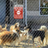 Beware Of Dog Signs For Fence Do Not Enter Dog Sign Funny Dog Metal Tin Signs Warning Signs For Property Metal Dogs On Premises Sign Outdoor Dog Y...