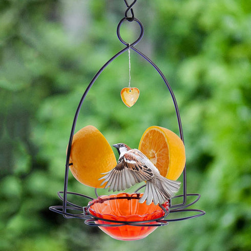 FORUP Oriole Bird Feeder, Orange Fruit Oriole feeder...