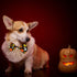 Halloween Dog Collar with Bow tie, Ghost and Pumpkin Holiday Pet Collar for Small Medium Large Dog Puppies...
