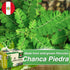 Hanan Chanca Piedra Tea - 50 Teabags of Chanca Piedra Stone Breaker Tea Leaves Wild-Grown in Peru...
