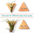 MITIME Air Plants Holders-Real Wood Live Air Plant Holders.Rustic Air Plant Stand,Wall-mounted to save space.(Plants not included)( Triangle Set o...