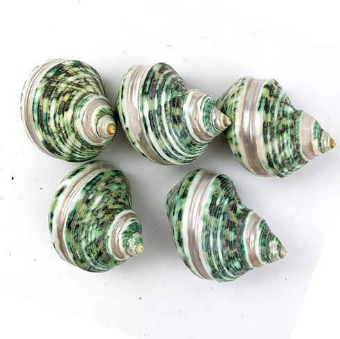5PC Green Turbo Banded Shells,Hermit Crab Shell &Turbo Shells Hermit Crab Supplies for Decor Apprx 2.25" Inch...
