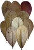 Awesome Aquatic Betta Leaves 10 4" - 6" Premium Catappa Indian Almond Leaves Natural Habitat, Tannin Producing, Improves Immunity, Calms and Reduc...