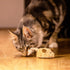 Gigwi Interactive Cat Toy Mouse, Moving Automatic Cat Toys Mice Electronic with Furry Tail, Automatic Squeaky Cat Toys for Kitten Indoor/Outdoor E...