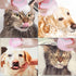 Pet Dog Cat Shedding Shampoo Brush Bath Massage Shower Bubbles Self Cleaning Dog Grooming Scrubber Brush for Bathing Hair Removal Soft Silicone Ru...