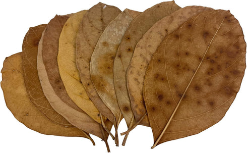 Pack of 10 Jackfruit Leaves 7 inch Botanical Leaves for Aquarium Fish, Shrimp & Terrarium Pets - Mineral Source, Decor & Healthy Environment, Brow...
