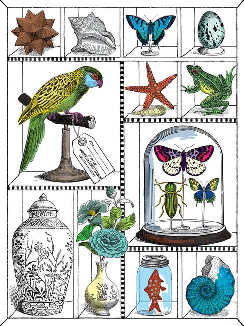 Alibabette Editions Engravings to Colour Curiosites 15.75 by 11.8" 300g Watercolor Paper + 100g Drawing Paper (COL4011)...