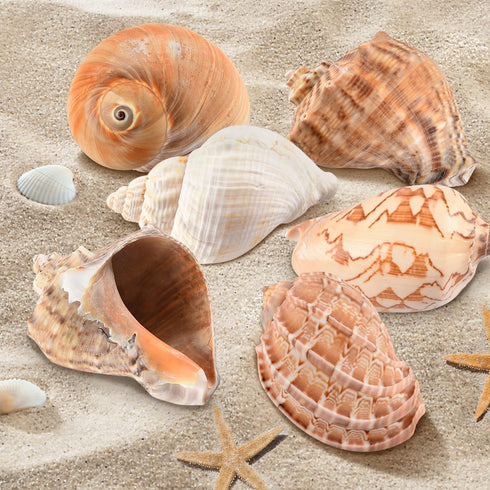Hermit Crab Shells Large 6pcs,Natural Conch Shell Size 2.8" - 3.8", Opening Size 1.5" - 2.7", Hermit Crab Sand,Hermit Crab Habitat,Large Sea Shell...