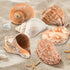 Hermit Crab Shells Large 6pcs,Natural Conch Shell Size 2.8" - 3.8", Opening Size 1.5" - 2.7", Hermit Crab Sand,Hermit Crab Habitat,Large Sea Shell...