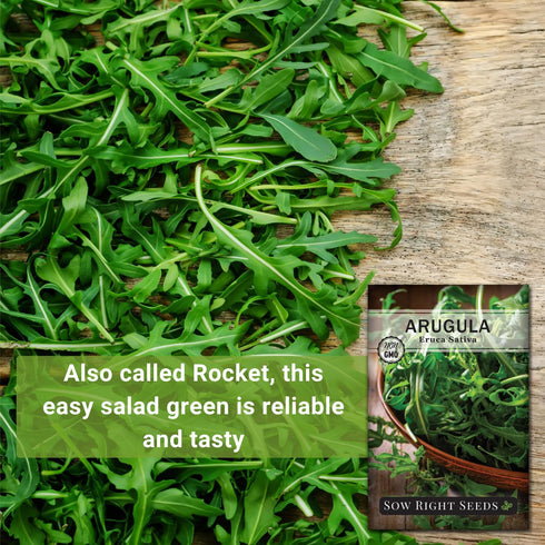 Sow Right Seeds - Arugula Seeds for Planting - Non-GMO Heirloom Seeds with Instructions to Plant a Home Vegetable Garden - Indoors, Hydroponics or...