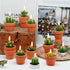 Succulent Candles, Novelty Cactus Tealight Candle Baby Shower Candle Decorations for Party Favors Terrarium Cacti candels Home Decor…...