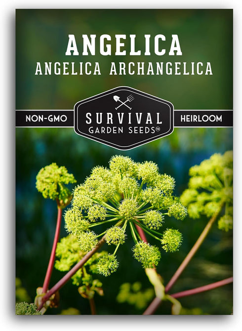1 Pack Angelica Seeds for Planting with Instructions to Grow Medicinal Herb Angelica Archangelica Live Plants in Your Home Herb Garden - Non-GMO H...