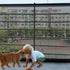 Banister Guard-10ft X 3ft Thick Balcony Safety Net for Kids Pet Balcony Guard Balcony Netting for Pets Rail Net for Balcony Apartment Cat Netting ...