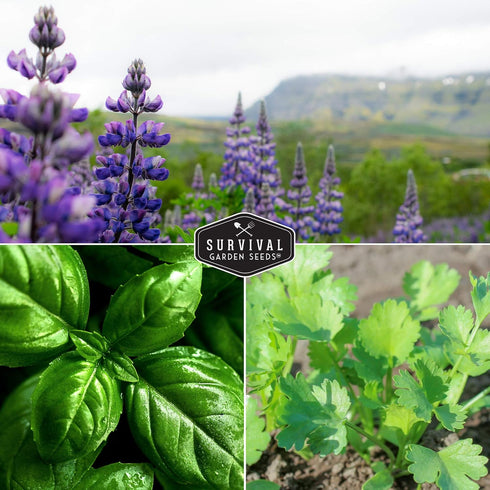 Survival Garden Seeds Popular Herb Collection Seed Vault - Lavender, Spearmint, Basil, Cilantro, Parsley - Non-GMO Heirloom Survival Garden Seeds ...