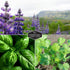 Survival Garden Seeds Popular Herb Collection Seed Vault - Lavender, Spearmint, Basil, Cilantro, Parsley - Non-GMO Heirloom Survival Garden Seeds ...
