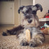 EcoKind Himalayan Yak Cheese Dog Chew | All Natural Premium Dog Treats, Healthy & Safe for Dogs, Long Lasting, Treats for Dogs, Easily Digestible,...