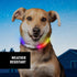 Nite Ize NiteHowl Mini Rechargeable LED Safety Necklace, Disc-O Select - Rechargeable Light Up Dog Necklace with LED Lights - Dog Accessories with...