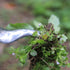 Hand Weeding Tool for Garden,Weed Removal Cutter,Root Removal Weed Puller Dandelion Remover Too,Gardening Weeder Tools for Garden Lawn Yard...