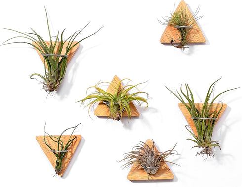 MITIME Air Plants Holders-Real Wood Live Air Plant Holders.Rustic Air Plant Stand,Wall-mounted to save space.(Plants not included)( Triangle Set o...