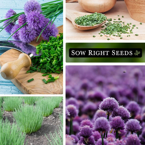 Sow Right Seeds - Common Chives Seed for Planting - Non-GMO Heirloom Packet with Instructions to Plant and Grow Kitchen Herb Garden Indoor or Outd...